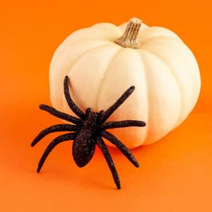 Image of a black glittery spider prop standing up against a white pumpkin.