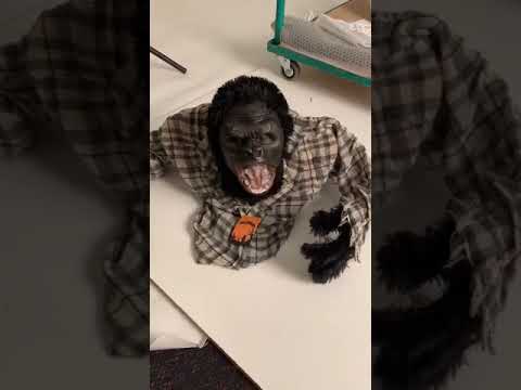 Zombie Black Gorilla Animated Halloween Prop Halloween Decorations - Video