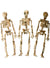Image of Small 15cm Mutated Skeletons 3 Pack Halloween Decorations