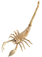 Image of Large Plastic Skeleton Scorpion Halloween Decoration - Main Image