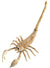Image of Large Plastic Skeleton Scorpion Halloween Decoration - Main Image