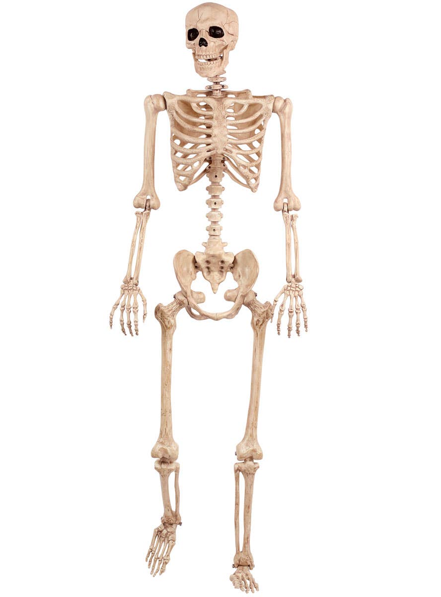 Life Size Human Skeleton Posable Halloween Prop Decoration