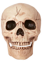 Medium Sized Human Skull with Moveable Jaw Halloween Decoration