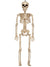 Posable 16 Inch Human Skeleton Halloween Decoration