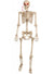 Life Size Hanging Skeleton Halloween Decoration with Light up Eyes