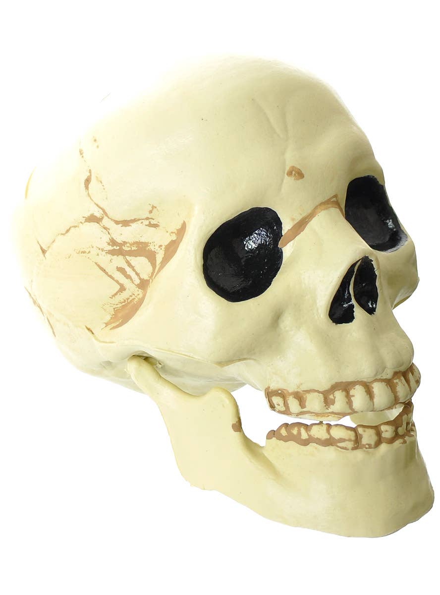 Image of Plastic 15cm Skull Decoration with Moveable Jaw - Alternate Image