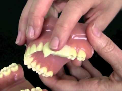 Werewolf Teeth Deluxe Custom Fit Fangs Product Video