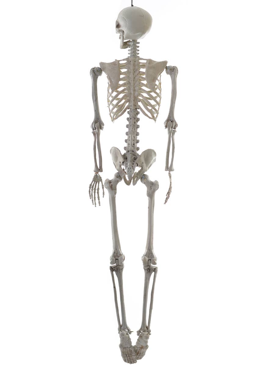 Life Size Hanging Skeleton Decoration | Skeleton Halloween Prop