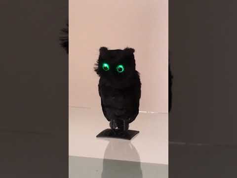 Screeching Midnight Owl Halloween Decoration with Sound and Lights Product Video 1